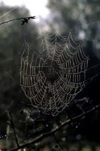 Vertical Impressions: Cobweb