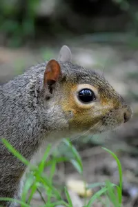 Squirrel Images Impressions: Squirrel