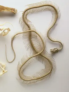 Impressions de squelette de Python, crâne avec mandibule inférieure tombée, colonne vertébrale toute la longueur du corps, nombreuses vertèbres, côte paire Science Et Technologie Impressions: squelette de Python, crâne avec mandibule inférieure tombée