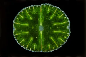 Prise De Vue En Studio Impressions: Une image de microscope d'une desmid.