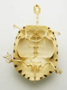 Zoology Images Impressions: Below bottom view of the whole skeleton of a turtle with thin bones inside a thick protective shell
