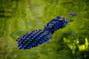 États-Unis, Floride, Everglades : alligator de la Floride.
