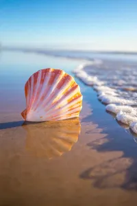 L'art Impressions: Coquille Axée