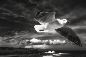 Australian Seascapes Impressions: In Flight