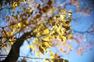 Low Angle View Of A Tree Impressions: Leaves