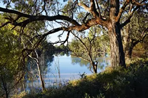 Murray River Australia Impressions: Murray River