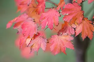 Australian Autumn Leaves Impressions: Red Maple