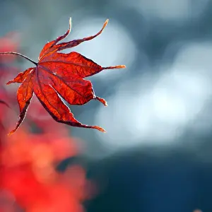 Australian Autumn Leaves Impressions: Red maple