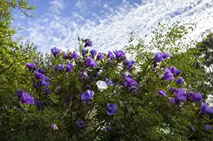 Images datées du 13 juillet 2014: Le temps du printemps.