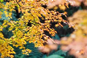 Australian Autumn Leaves Impressions: Yellow Maple