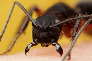 Yellow Background Images Impressions: Ant attack