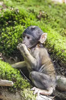 Macaque De Barbarie Impressions: Le Barbary Macaque -Macaca sylvanus-, bébé singe, captif.