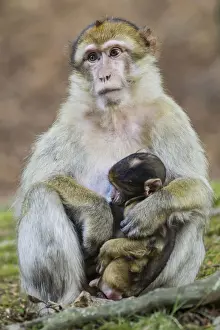Motherly Love In Animals Impressions: Barbary Macaque -Macaca sylvanus