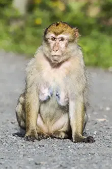 Captive Primate Photography Impressions: Barbary Macaque -Macaca sylvanus-, adult, captive, Rhineland-Palatinate, Germany