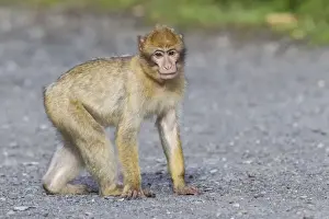 Captive Primate Impressions: Barbary Macaque -Macaca sylvanus-, adult, captive, Rhineland-Palatinate, Germany