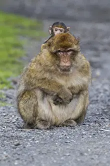Old World Monkey Portrait Impressions: Barbary Macaque -Macaca sylvanus