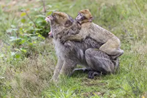 Endangered Primate Conservation Impressions: Barbary Macaque -Macaca sylvanus-, adult and young, captive, Rhineland-Palatinate, Germany