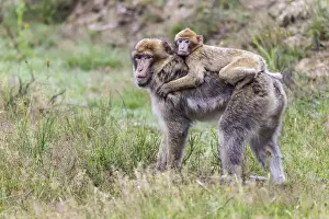 Captive Monkey Photos Impressions: Barbary Macaque -Macaca sylvanus-, adult and young, captive, Rhineland-Palatinate, Germany