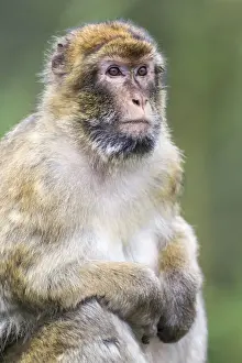 Cercopithecidae Family Photos Impressions: Barbary Macaque -Macaca sylvanus-, adult, captive, Rhineland-Palatinate, Germany