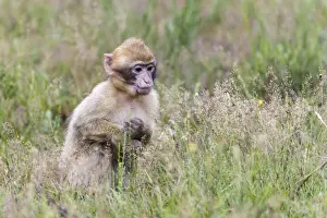Animals In Captivity Photos Impressions: Barbary Macaque -Macaca sylvanus-, young animal, captive, Rhineland-Palatinate, Germany