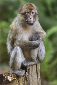 Old World Primates Impressions: Barbary Macaque -Macaca sylvanus-, captive