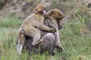 Macaque De Barbarie Impressions: Les macaques de Barbarie - Macaca sylvanus
