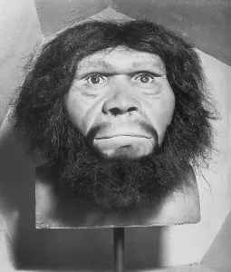 CB1 Artwork Collection Impressions: Head of Java Man