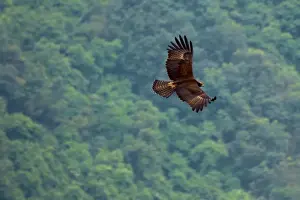 Western Ghats Wildlife Impressions: Black Eagle