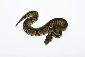 Python à Billes Impressions: Python noir à tête noire double hétérozygote albinos fantôme