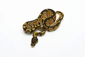 Python à Billes Impressions: Araignée noire tête Het albinos possible Het fantôme Python de ball ou python royal -Python regius
