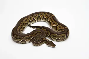 Python à Billes Impressions: Python noir en pâte de pastel ou Python royal -Python regius-