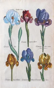Art Botanique Rare Et Magnifique Impressions: Différents types d'erreurs (Iris).