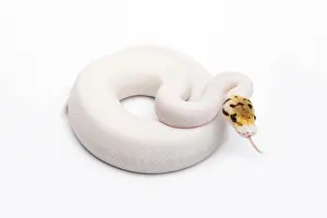 Python à Billes Impressions: Piebald Python de Bumble Bee Ball Royal ou Python -Python regius-, femelle.