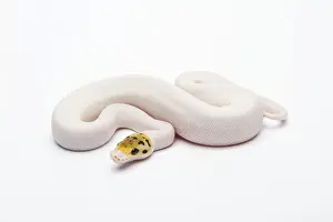 Piebald Python de Bumble Bee Ball Python ou Royal Python -Python regius-, femelle.