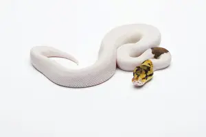 Constrictor Snake Impressions: Bumble Bee Piebald Ball Python or Royal Python -Python regius-, male