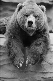 Impression encadrée : Ours Captif