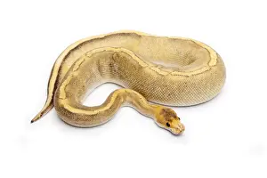 Le python royal ou Python regius, femelle.