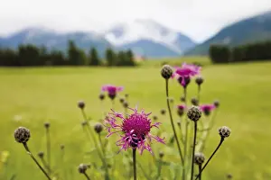 Centaurea Cyanus Species Impressions: Cornflower oder Bluebottle (Centaurea cyanus)