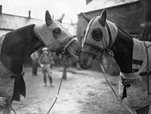 Horse Racing UK Impressions: Face To Face