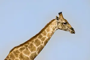 Blue Sky Nature Photos Impressions: Giraffe -Giraffa camelopardalis-, Etosha National Park, Namibia