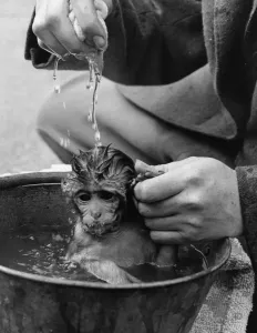 Whipsnade Zoo Animals Impressions: Bathtime For Monkey