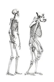 Images datées du 12 mars 2011: squelette humain et squelette d'un singe, illustration anatomique.