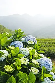Hydrangea Macrophylla Impressions: Hydrangea (Hydrangea macrophylla) in front of mountains