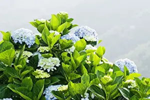 Hydrangeaceae Family Impressions: Hydrangea (Hydrangea macrophylla) in front of mountains