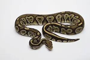 Python à Billes Impressions: Hypo noir tête de chapeau Albino Ball Python ou Royal Python -Python regius-, mâle.