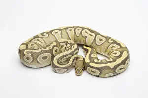 Hypo Mojave Ball Python ou Royal Python -Python regius-, femelle.