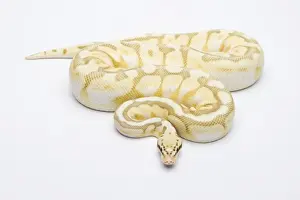 Mélange de guêpe tueuse Beurre Ball Python ou Royal Python -Python regius-, mâle.