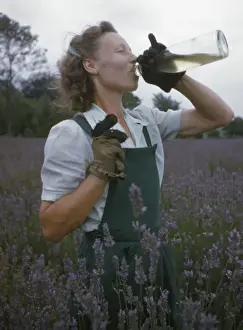 Lavender Field Photography Impressions: Lavender Picking