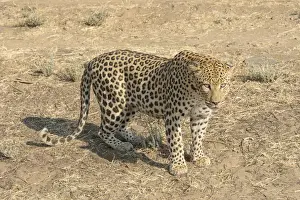 Leopard Namibia Impressions: Leopard -Panthera pardus-, Khomas, Namibia