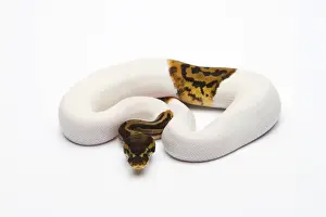 Leopard Piebald Ball Python ou Royal Python -Python regius-, mâle.